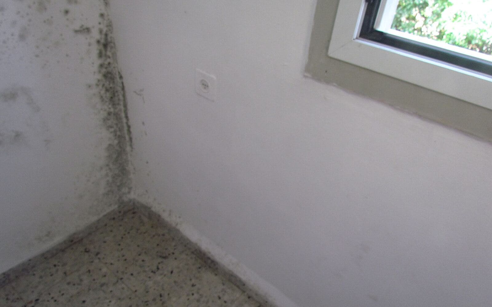 Black mold growing in the corner of an interior wall beside a window