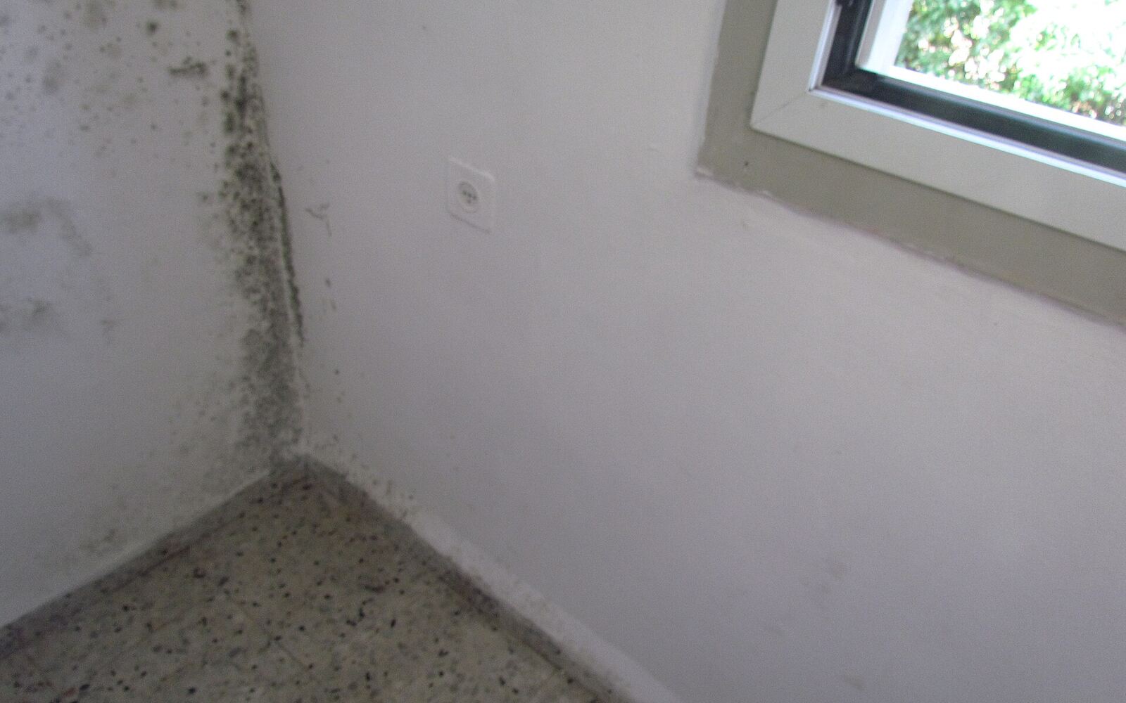 Black mold growing in the corner of an interior wall beside a window