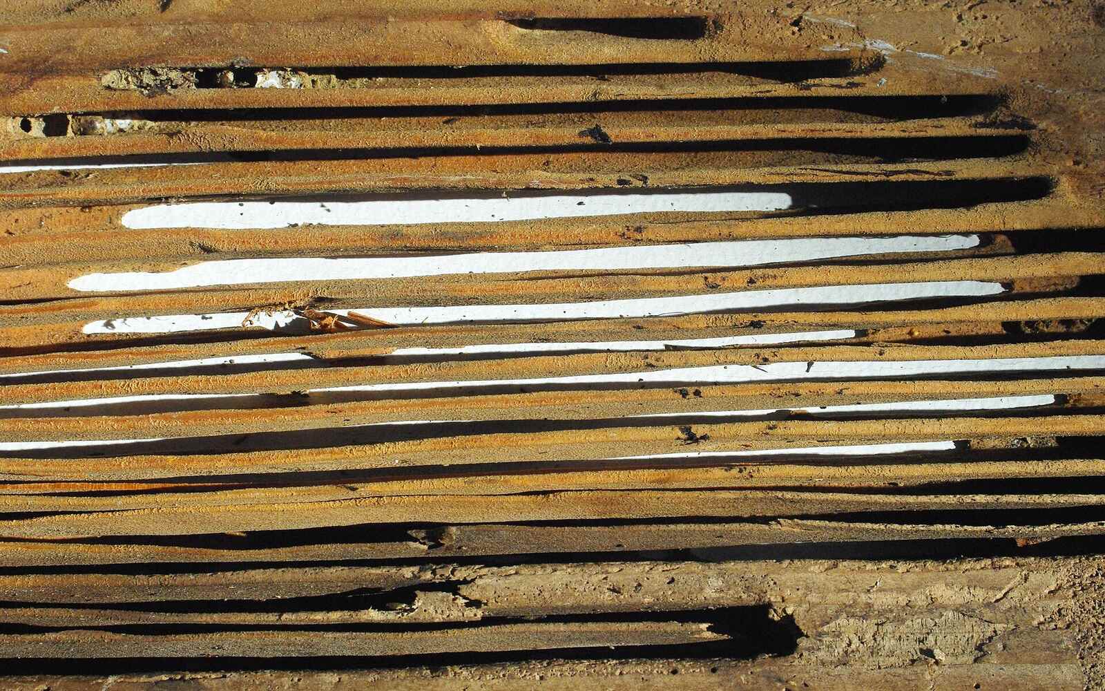 A structural board hollowed out by carpenter ants, leaving only the dense late-wood grain